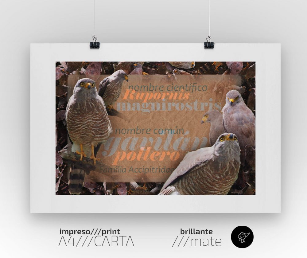 Impreso decorativo para interiores: Gavilán Pollero