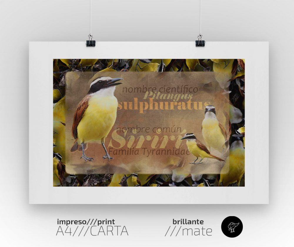 Impreso decorativo para interiores: Sirirí
