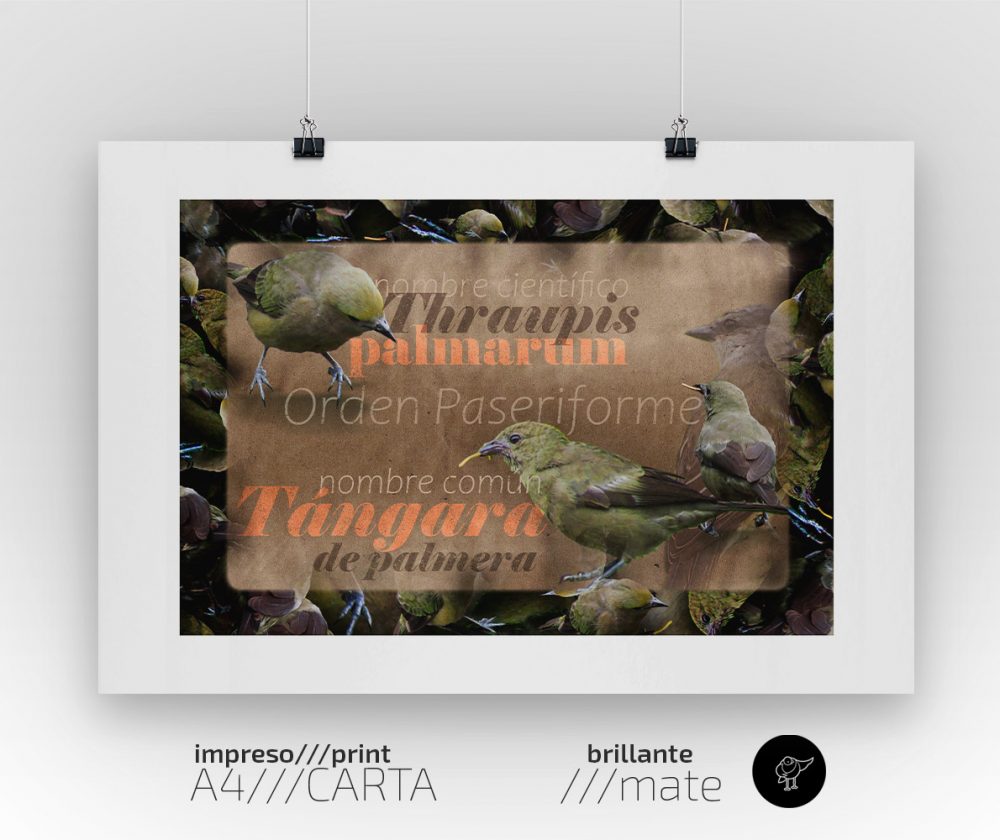 Impreso decorativo para interiores: Tángara de Palmera